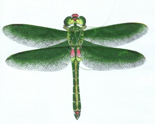 Gruene Libelle (TianJin) / Green Dragonfly (TianJin)